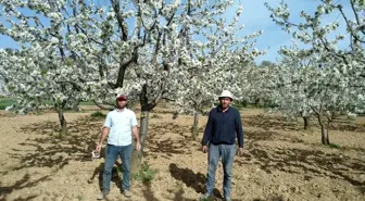 Pazarlar rengârenk çiçek açtı