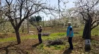 Şaphane'de meyve bahçelerinde ilaçlama çalışmaları