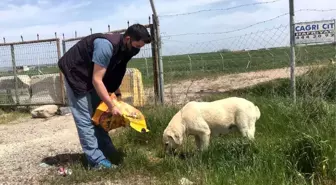 Tam kapanma günlerinde sokak hayvanları da unutulmuyor