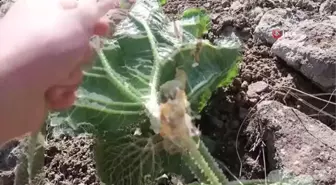 Son dakika haberi! Adeta kanser savaşçısı... Doğada kendiliğinden yetişiyor faydası saymakla bitmiyor