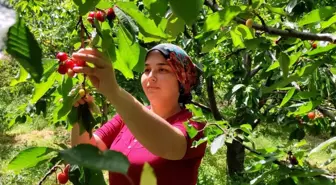 Antalya'da buruk erkenci kiraz hasadı