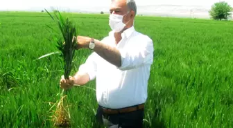 Araban'da firik hasadı başladı