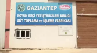 GAZİANTEP - Tam kapanmadan etkilenen üreticinin sütleri değerlendiriliyor