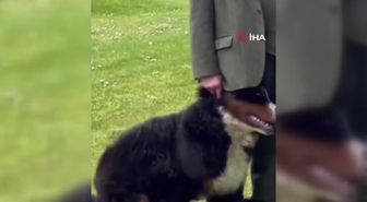 İrlanda Cumhurbaşkanı Higgins'in canlı yayında zor anlarıHiggins'i rahat bırakmayan köpek sevimli tavırlarıyla rol çaldı