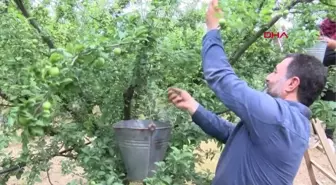 Manisa'nın 'dumanlı papaz' eriğinde hasat başladı