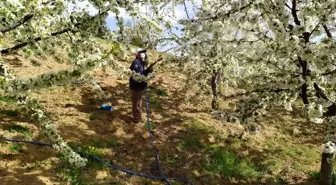 Meyve bahçelerinde zirai mücadele çalışmaları devam ediyor