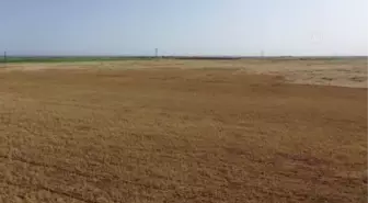 ŞANLIURFA - 'GAP'ın başkenti' Şanlıurfa'da kuraklık çiftçileri endişelendiriyor