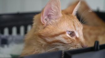 Tavşanlı'da FİP hastalığına yakalanan kedi 'Cesur' tedavi ediliyor
