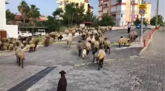 Turizm kentinin sokakları koyunlara kaldı...Yaylaya çıkma izni olmayınca koyunlarını turizmin göbeğinde otlattı