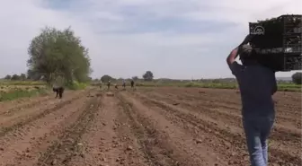 ÇANAKKALE - Tüketici 'kendi toprağında yetişen' Çanakkale domatesi için haziran sonunu bekleyecek