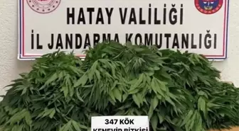 Son dakika haberi! Hatay'da kenevir bitkisi yetiştiren 2 kişi gözaltına alındı