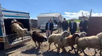 Koyunları kurt saldırısında telef olan besiciye devlet desteği