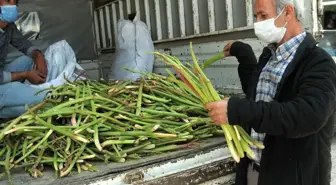 Lösemi hastalarının umudu olan ışkın otu tezgahlarda yerini aldı