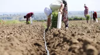 MEŞHUR ÇANAKKALE DOMATESİNİN FİDELERİ TOPRAKLA BULUŞTU