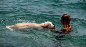 Rus turist, 9 bin kilometrelik yoldan getirdiği köpeğiyle Antalya'da deniz keyfi yaptı