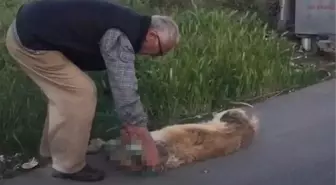 Sarıyer'de boynundan iple bağladığı köpeği sürükleyerek çöpe atan şahıs yakalandı