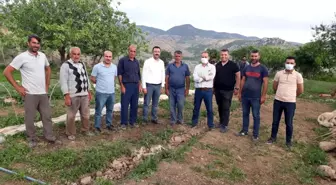 Siirt'ten 3 bölgeye 20 milyon sebze fidesi gönderildi