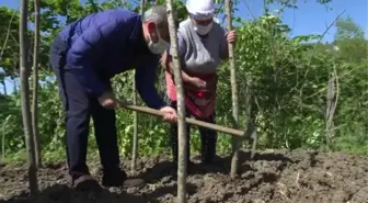 Vali Sonel, ot biçti, fındığa ilaç attı, toprağa tohum dikti