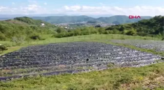 ZONGULDAK OSMANLI ÇİLEĞİ, HASAT İÇİN GÜN SAYIYOR