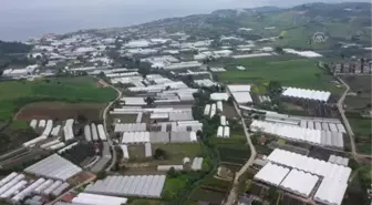 Anneler Günü öncesi Yalova'daki seralarda gül satışlarında artış yaşanıyor