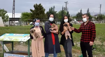 Gönüllü gençlerden sokak hayvanlarına şefkat