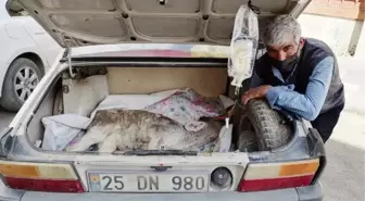 Hastalanan buzağısını otomobilin bagajında veterinere götürdü
