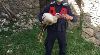 Son dakika haber... Jandarmanın bulduğu ayağı kırık leylek, tedaviye alındı