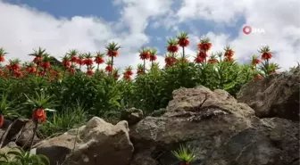 Karların yeni eridiği Tunceli dağları ters laleler ile renklendi