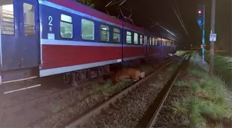 Son dakika... Polonya'da 2 inek tren kazasından yara almadan kurtuldu