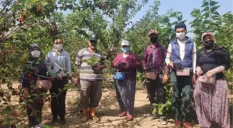 Silifke'de hasadı yapılan karadut, üreticinin yüzünü güldürüyor