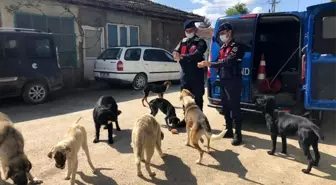 Sokak hayvanları jandarmaya emanet