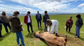 Ayağı kırıldığı için çayırda mahsur kalan at, Belediye ve Doğa koruma ekiplerince kurtarıldı