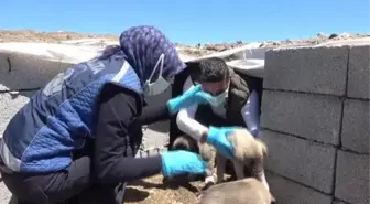 Erciş'te belediye ekipleri sokak hayvanlarını unutmuyor