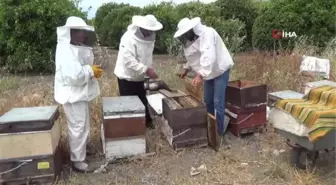 İlk narenciye balı hasadını yapan arıcılardan aracı tepkisi