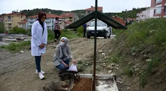 İskilip Belediyesi sokak hayvanlarını unutmadı