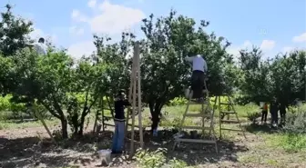 Turgutlu'da erik hasadı başladı