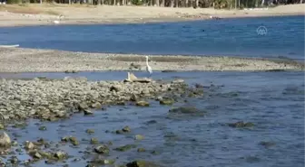 Bodrum'da 'küçük ak balıkçıl' avlanırken görüntülendi