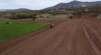 Çiftçilerin, binek hayvanlarıyla şeker fasulyesi ekim mesaisi başladı