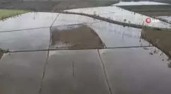 Meşhur Terme pirincinin ekim çalışmalarına başlandı