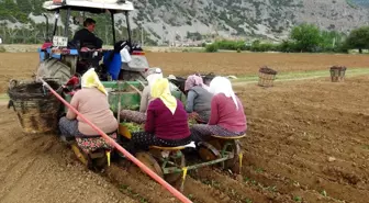 Muğla'da tütün fideleri toprakla buluşuyor