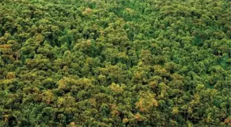 Dünya genelindeki ormanlık alan Fransa kadar büyüdü