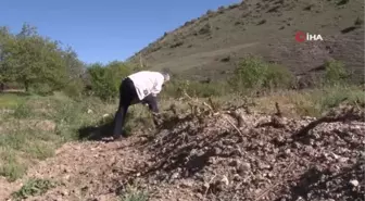 Erzincan'da üzüm bağlarını don vurdu