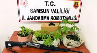 Son dakika haberleri! Jandarmadan 'kenevir' baskını