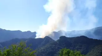 Hatay'da orman yangını