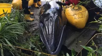 Londra'da Thames Nehri'nden kurtarılan mink balinası, uyutuldu