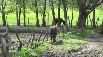 Mandalar çamura yatmaya başladı