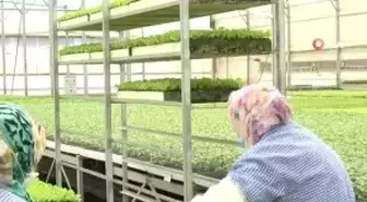 Milyonlarca sebze fidesi elde kaldı