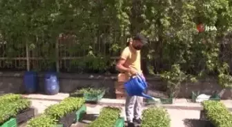 Tam kapanmada fide üreticileri iş başında