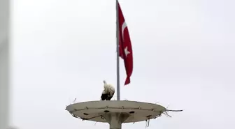 Leylek Oteli sakinleri kuluçka süresi için gün sayıyor