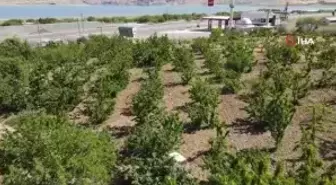 Mevsimlik işçilerin bayramda 'Turfanda Kirazı' hasadı